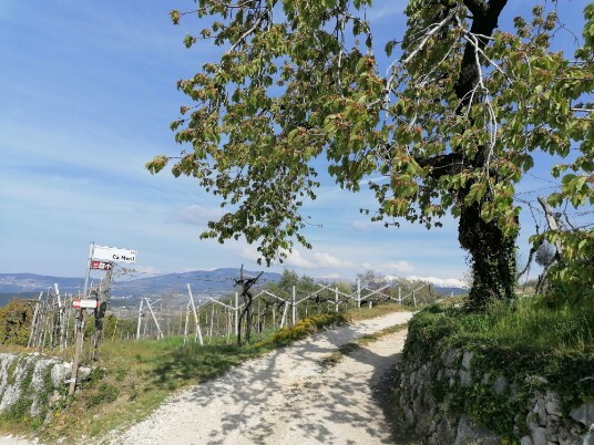 Ca' dei Merli salita verso Sengia Sbusa Ca' dei Merli salita verso Sengia Sbusa