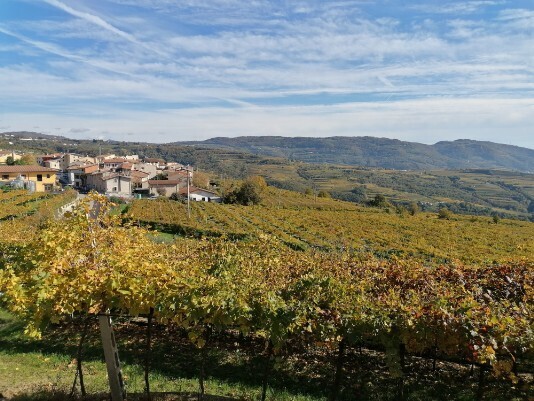 Purano e i suoi vigneti Purano e i suoi vigneti