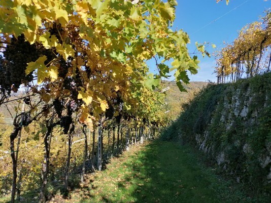 Vigneti tratto Purano - San Rocco Vigneti tratto Purano - San Rocco