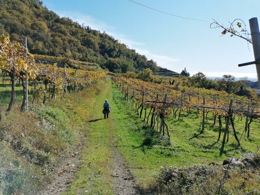 tratto Purano San Rocco Vigneti tratto Purano San Rocco Vigneti