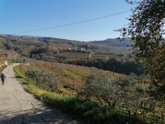 vigneti e stradina vigneti e stradina