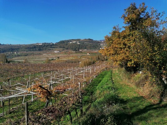 vigneti vigneti