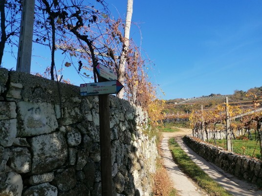 muri a secco e vigneti muri a secco e vigneti