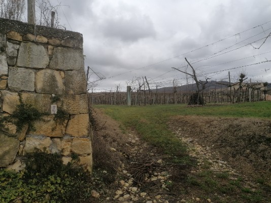 vigneti Ca bertoldi vigneti Ca bertoldi