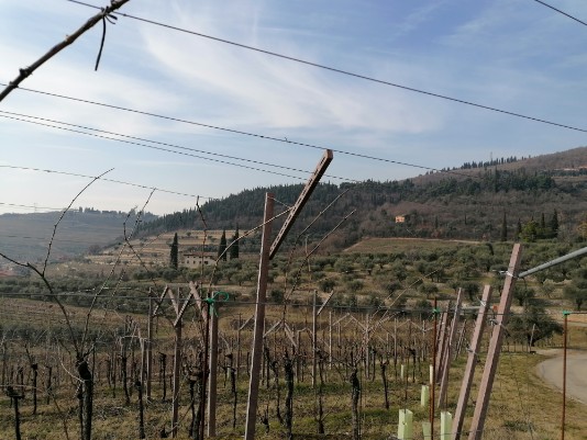 Panorami Vigneti Panorami Vigneti