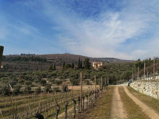 vigneti e muretti a secco vigneti e muretti a secco