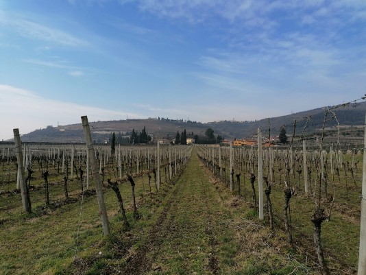 filari vigneti Gargagnago filari vigneti Gargagnago