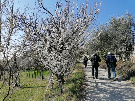 fioritura fioritura