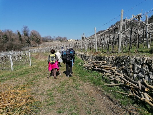 Verso Purano Vigneti Verso Purano Vigneti