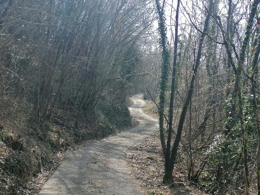 stradina sterrata e cementata che sale a Panego stradina sterrata e cementata che sale a Panego