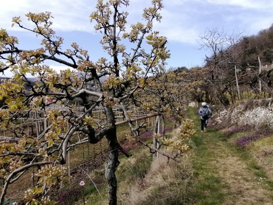 sentierino Vigneti e ciliegi per Dosso sentierino Vigneti e ciliegi per Dosso