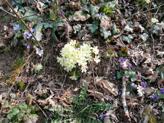 fiori Fiori