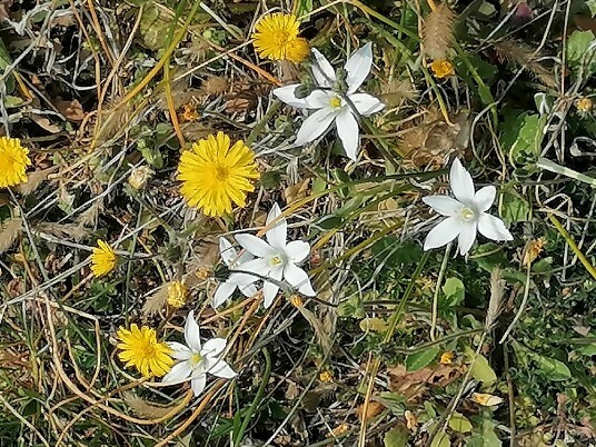 fiori fiori