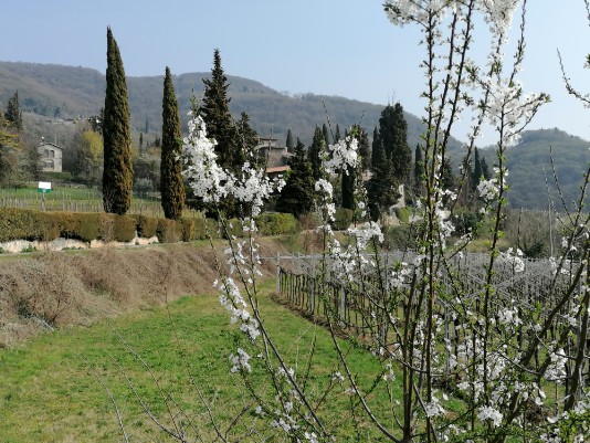 fioriture sfondo Villa Gazzola fioriture sfondo Villa Gazzola