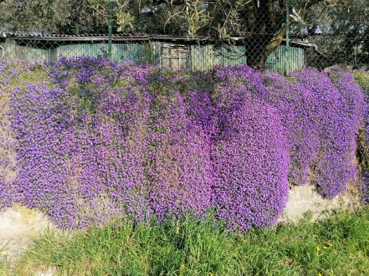 muretto con eccezionale fioritura Vigolo muretto con eccezionale fioritura Vigolo