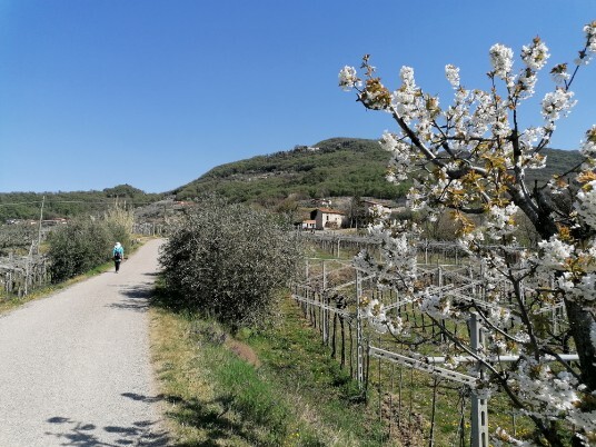 verso Ara verso Ara