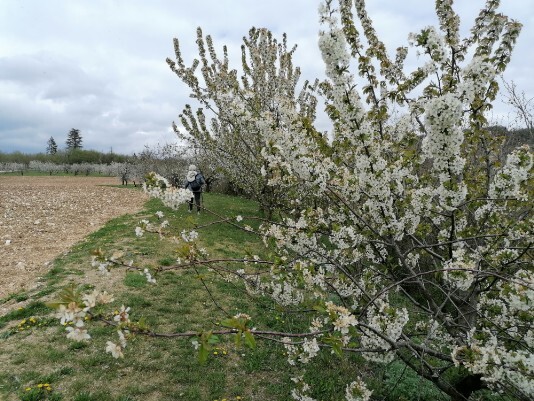Ciliegi in Fiore Mazzano - Fiamene -Saline Ciliegi in Fiore Mazzano - Fiamene -Saline