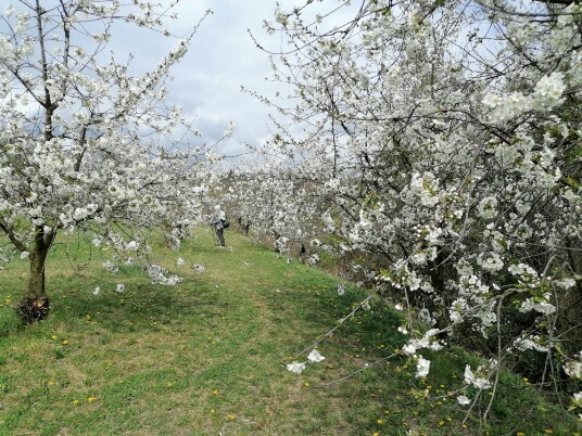 Ciliegi in Fiore Mazzano - Fiamene -Saline Ciliegi in Fiore Mazzano - Fiamene -Saline