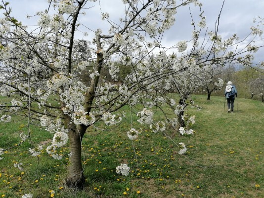 Ciliegi in Fiore Mazzano - Fiamene -Saline Ciliegi in Fiore Mazzano - Fiamene -Saline