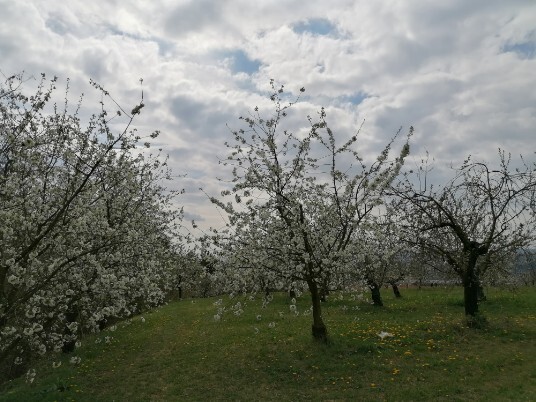 Ciliegi in Fiore Mazzano - Fiamene -Saline Ciliegi in Fiore Mazzano - Fiamene -Saline