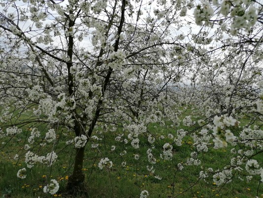 Ciliegi in Fiore Mazzano - Fiamene -Saline Ciliegi in Fiore Mazzano - Fiamene -Saline
