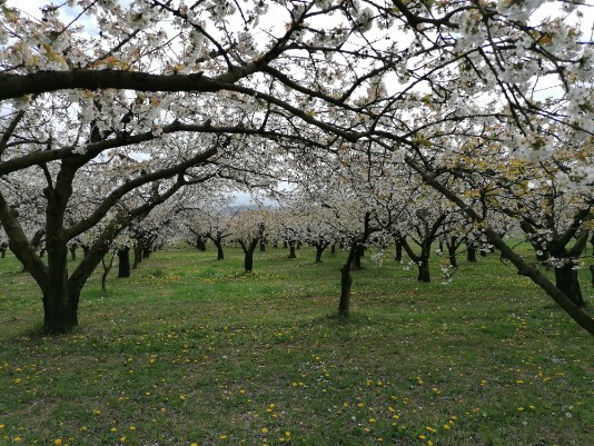 Ciliegi in fiore Mazzano Menola Fiamene Ciliegi in fiore Mazzano Menola Fiamene