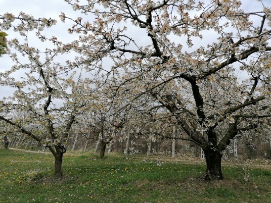 Ciliegi in fiore Mazzano Menola Fiamene Ciliegi in fiore Mazzano Menola Fiamene
