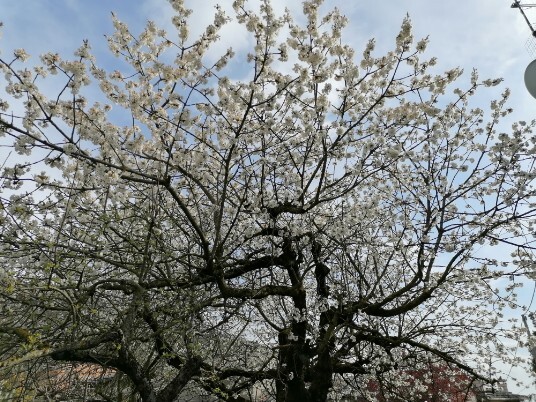Ciliegi in fiore Mazzano Menola Fiamene Ciliegi in fiore Mazzano Menola Fiamene