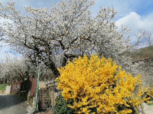 Fioritura Ciliegi in fiore Mazzano Menola Fiamene Fioritura Ciliegi in fiore Mazzano Menola Fiamene