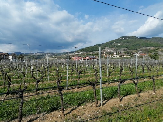 Vigneti cantina Benedetti la Villa Vigneti cantina Benedetti la Villa