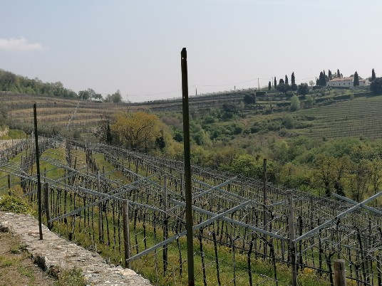 Vigneti Vigneti
