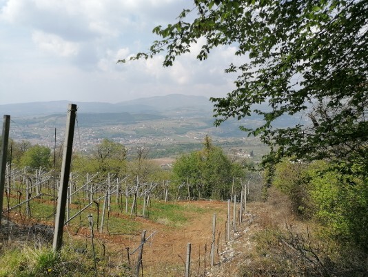 vigneti Vigneti