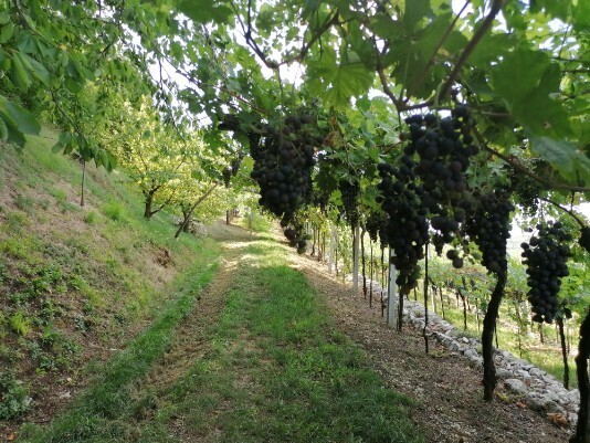 Vigneti Carpane Cere Vigneti Carpane Cere