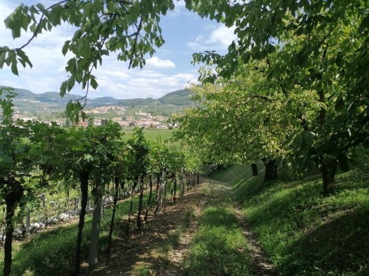 Vigneti e ciliegi Carpane Cere Vigneti e ciliegi Carpane Cere