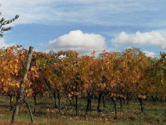 Vigneti colori in autunno a Bure Vigneti colori in autunno a Bure