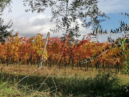Vigneti colori autunno a Bure Vigneti colori autunno a Bure