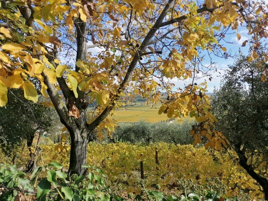 autunno colori Bure Marega autunno colori Bure Marega
