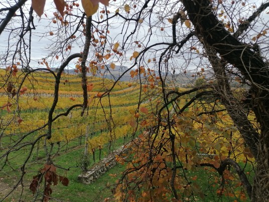 bellezza dei colori dell'autunno Cengia castelrotto bellezza dei colori dell'autunno Cengia castelrotto