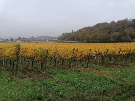 Colori Vigneti colori Vigneti