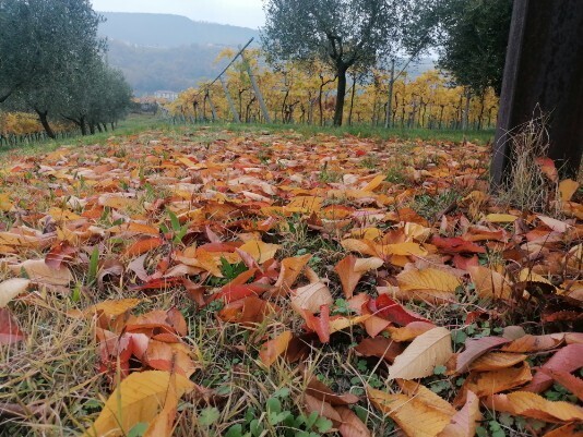 autunno sentiero Villa Romana autunno sentiero Villa Romana