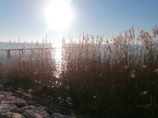 cannetto e riflessi luce lago di Garda cannetto e riflessi luce lago di Garda