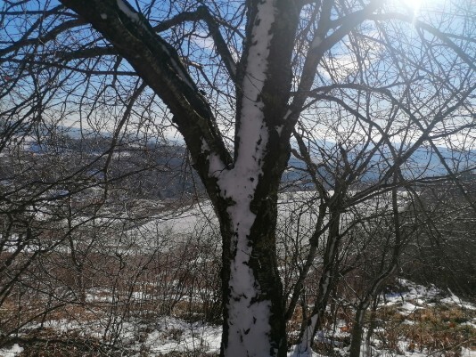albero tronco con neve albero tronco con neve