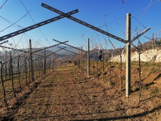 Vigneti Toari Vigneti Toari