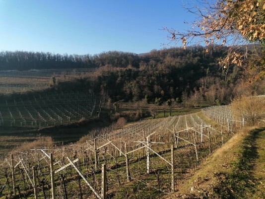 Vigneti Vigneti