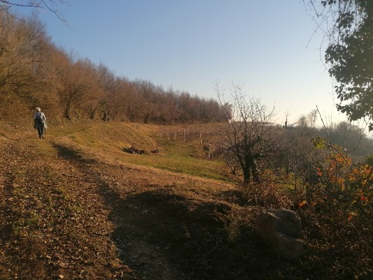 un piacevole sentiero Muretti e alberi un piacevole sentiero Muretti e alberi