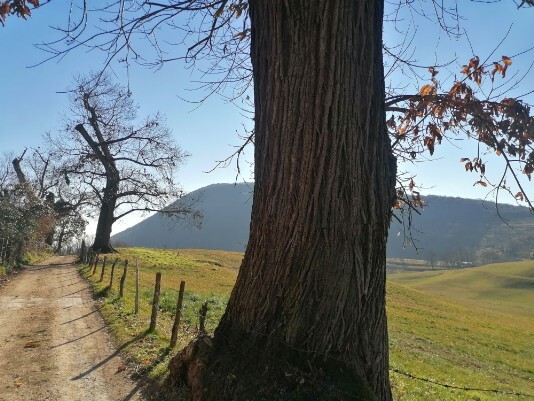 Lumini dintorni castagni secolari Lumini dintorni castagni secolari