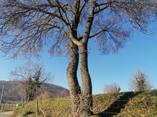 alberi Lumini dintorni alberi Lumini dintorni