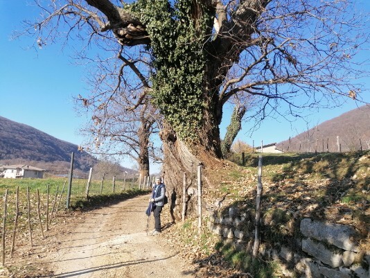 castagno secolare a Lumini castagno secolare a Lumini