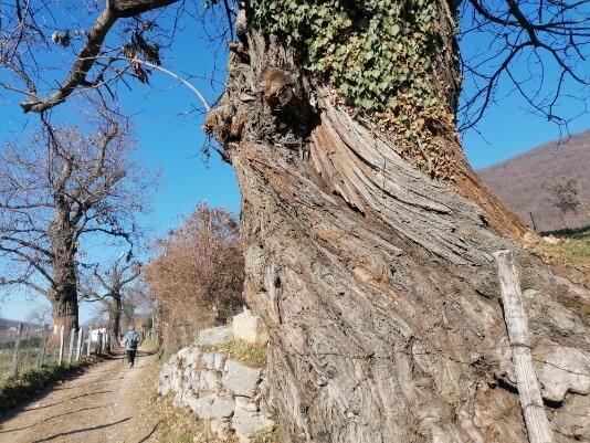 particolare del tronco del castagno secolare particolare del tronco del castagno secolare