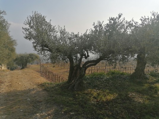 Via Masua in direzione Pedemonte Via Masua in direzione Pedemonte